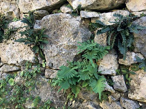 À LA RENCONTRE DES SAUVAGES DES MURETS